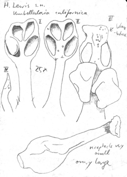 Vorschaubild Umbellularia californica (Hook. & Arn.) Nutt.